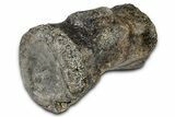 Sauropod (Diplodocus?) Distal Caudal Vertebra - Wyoming #377935-3
